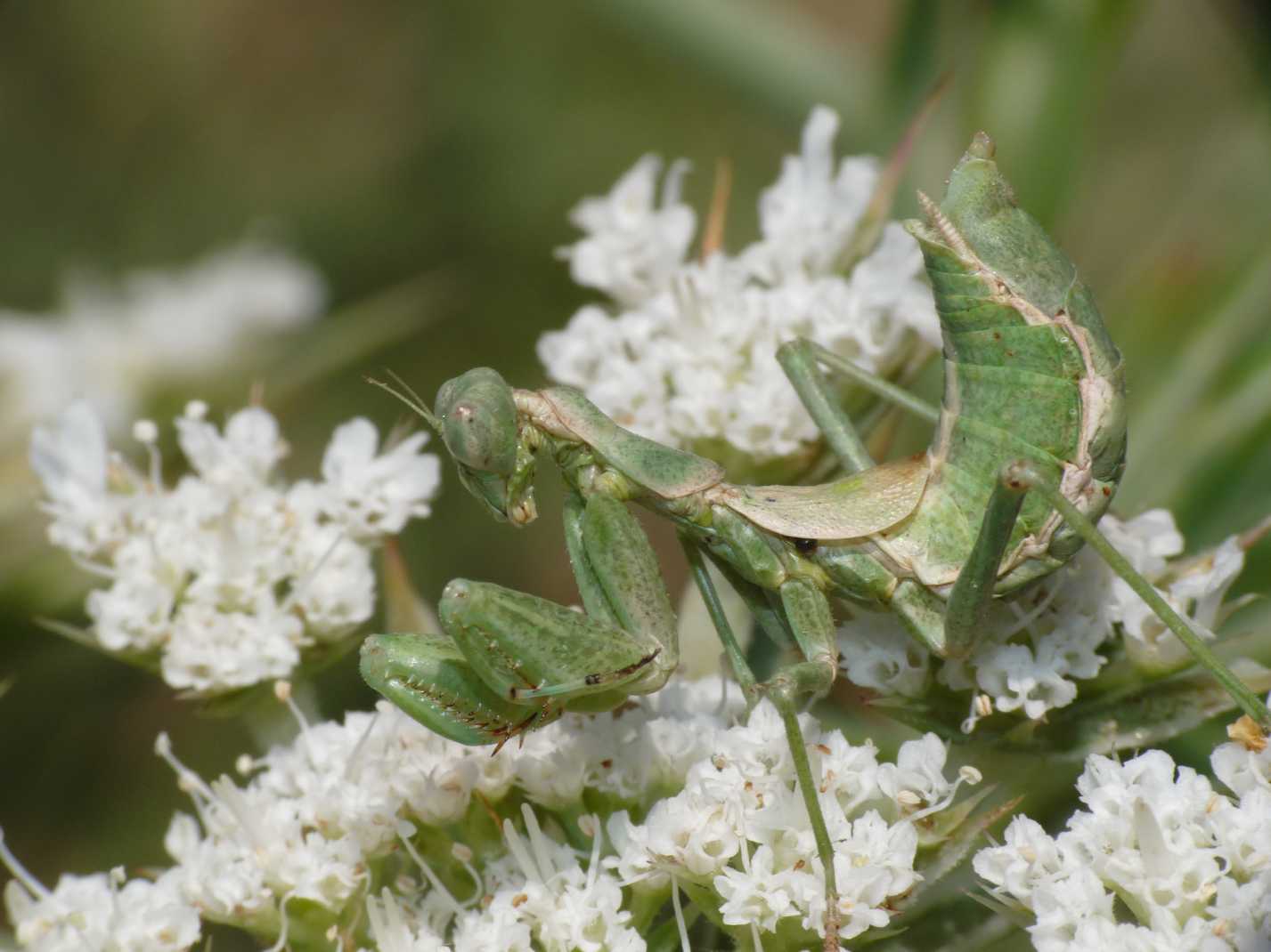 mandite piccolissima